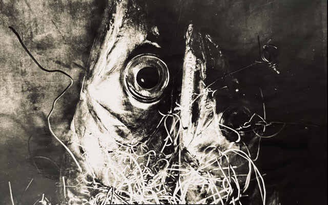 高校生の頃に中村さんが撮影した魚の写真。針金を絡ませる工夫がされている