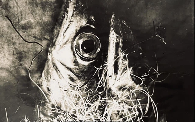 高校生の頃に中村さんが撮影した魚の写真。針金を絡ませる工夫がされている