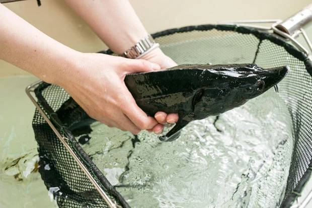 刺し身にするとピンクがかっているチョウザメ。コリコリしてほのかに甘い身は、強いて挙げるなら似ている味はキンメダイのよう