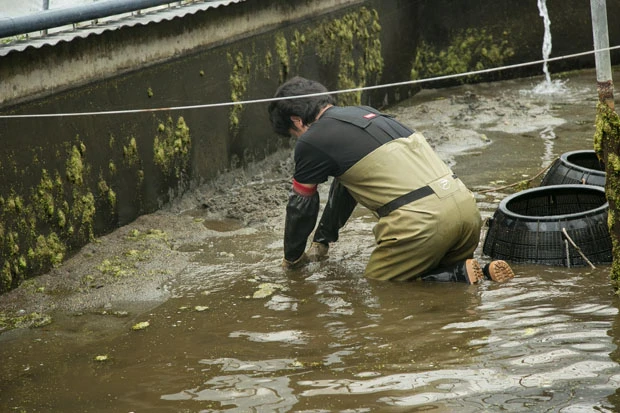 浮かんでいるのが光合成をした藻で、スッポンが藻を食べることで食物連鎖がうまく回るそう