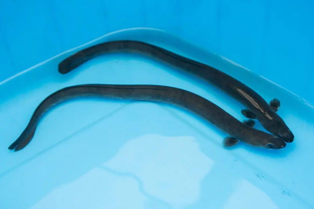 もう１０ｃｍも育つと出荷サイズになるウナギは今年８月から宿で提供予定