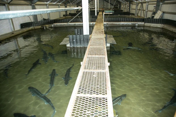 水に含まれる微生物が光合成をしないように内部は暗い