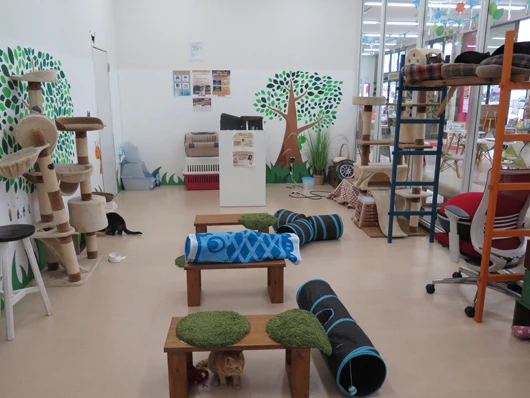アップライジング宇都宮本店の猫ルーム。猫に会う目的で来店する客も多い