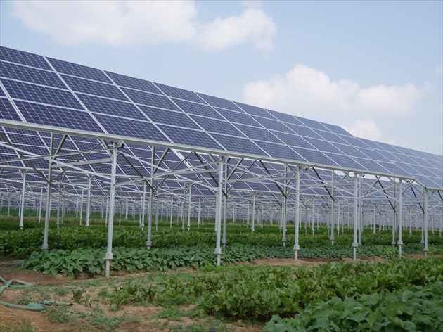 太陽光パネルの下で野菜を栽培する