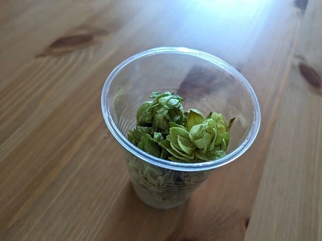 横手市産のホップ。アサ科のつる性多年草で、ビールの苦みと香りの材料になる