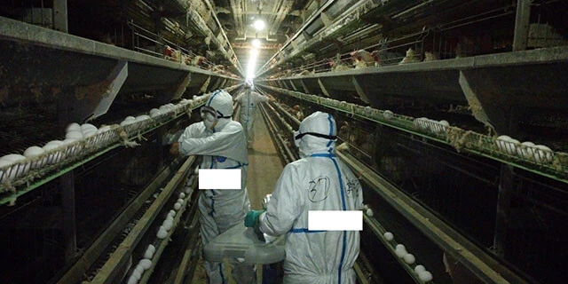 昨年12月、鹿児島県出水市で発生した鳥インフルエンザに伴う殺処分作業の様子。殺処分方法は脊髄断絶や炭酸ガスなどにより行なわれる