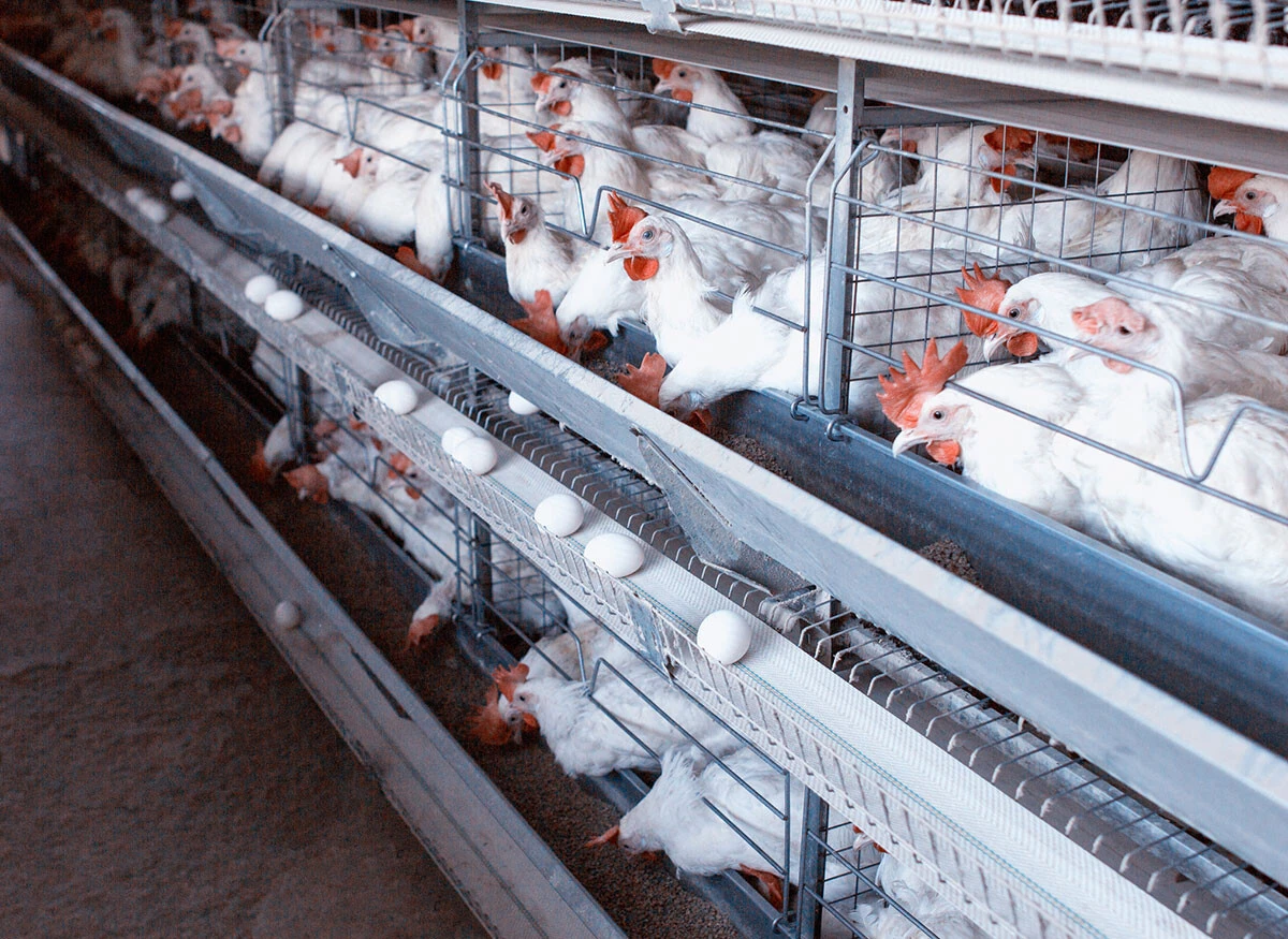 卵の供給不足＆価格高騰は3年続く？《卵価格の高騰》=エッグフレーション最前線