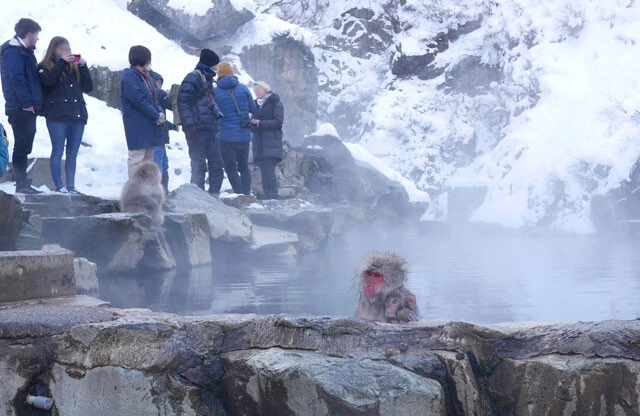 SNSに投稿された「温泉に入る猿」の写真をきっかけに、世界的観光名所となった長野の野猿公苑