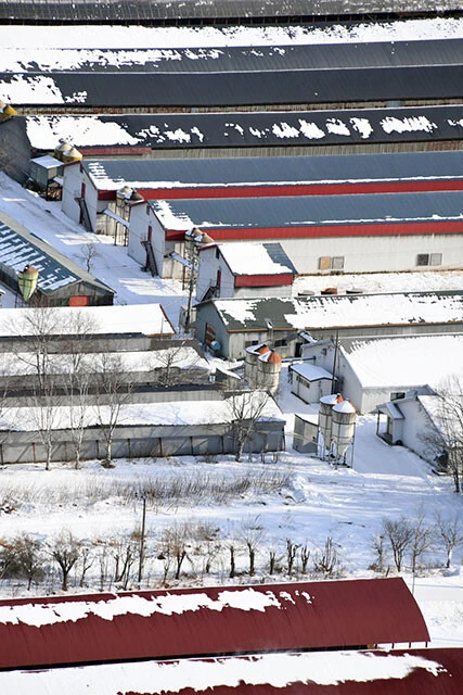 鶏舎は臭気の問題で、都市部ではなく山間部に造られる。複数の棟が連なるのが一般的だが、感染が見つかれば全農場の鶏が殺処分される