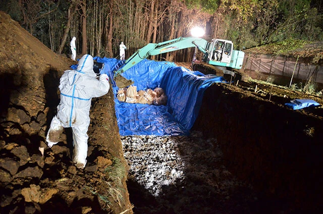殺処分された鶏の3割は焼却処分されているが、7割は埋却処分されている。埋却は臭気やイメージの問題で近隣住民からの了解を得るのが難しい