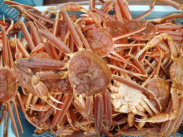 ロシア産と聞くと気が引ける人もいるかもしれないが、カニに罪はないし余っても捨てられるだけ。食うべし!