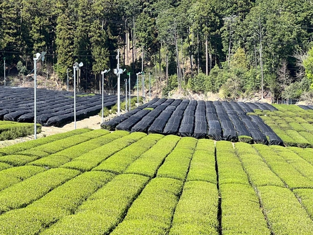 抹茶の原料である碾茶を作るため黒いシートで茶畑が覆われているのがわかる