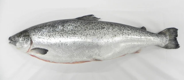 2022年には三菱商事と合弁で、富山県入善町にアトランティックサーモンの陸上養殖事業を行なうアトランドを設立