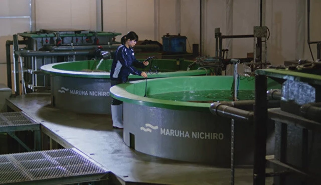 山形県遊佐町にある、マルハニチロの陸上養殖研究施設