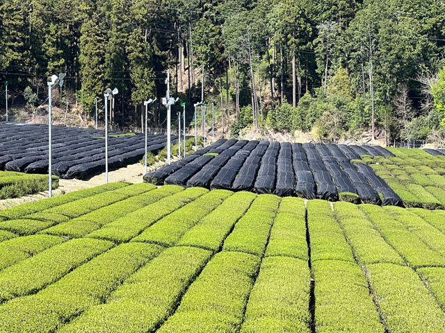 抹茶の原料である碾茶を作るため黒いシートで茶畑が覆われているのがわかる