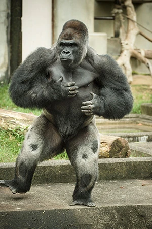 イケメンすぎる と話題のゴリラは繁殖力でも動物園の危機を救うエラいやつだった エンタメ ニュース 週プレnews 週刊プレイボーイのニュースサイト イケメンすぎる と話題のゴリラは繁殖力でも動物園の危機を救うエラいやつだった エンタメ ニュース 週プレnews 週刊プレイボーイのニュースサイト