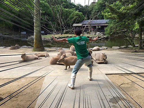 カピパラの緊張感のなさが震えます。つーか、全然、飼育員を見てない