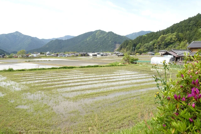 氷上町に広がるのどかな田園風景。氷上街は周囲を山々に囲まれた小盆地だ。加古川上流の佐治川流域を占め、河川沿いには水田が広がっている
