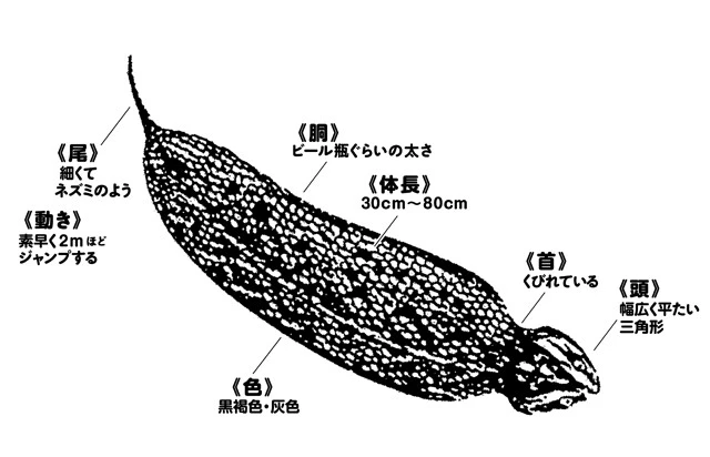 ＂UMA界のフジロック＂つちのこフェスタに密着!!