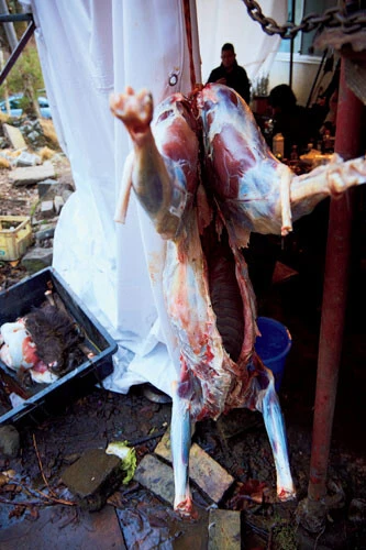 昨夜、道路で車にはねられたシカを引き取って解体していた。内臓を取り出し、皮を剥いでから、それぞれの部位に切り分けていく