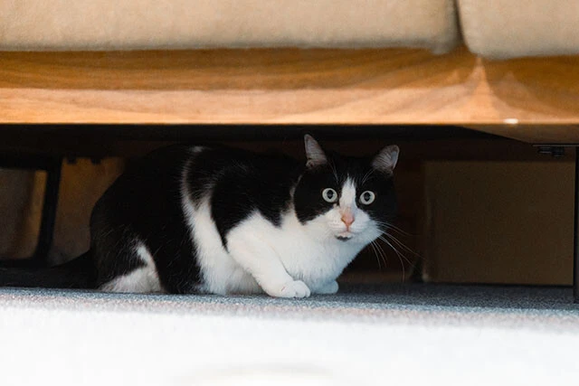 東ブクロ氏に愛を注がれた専務