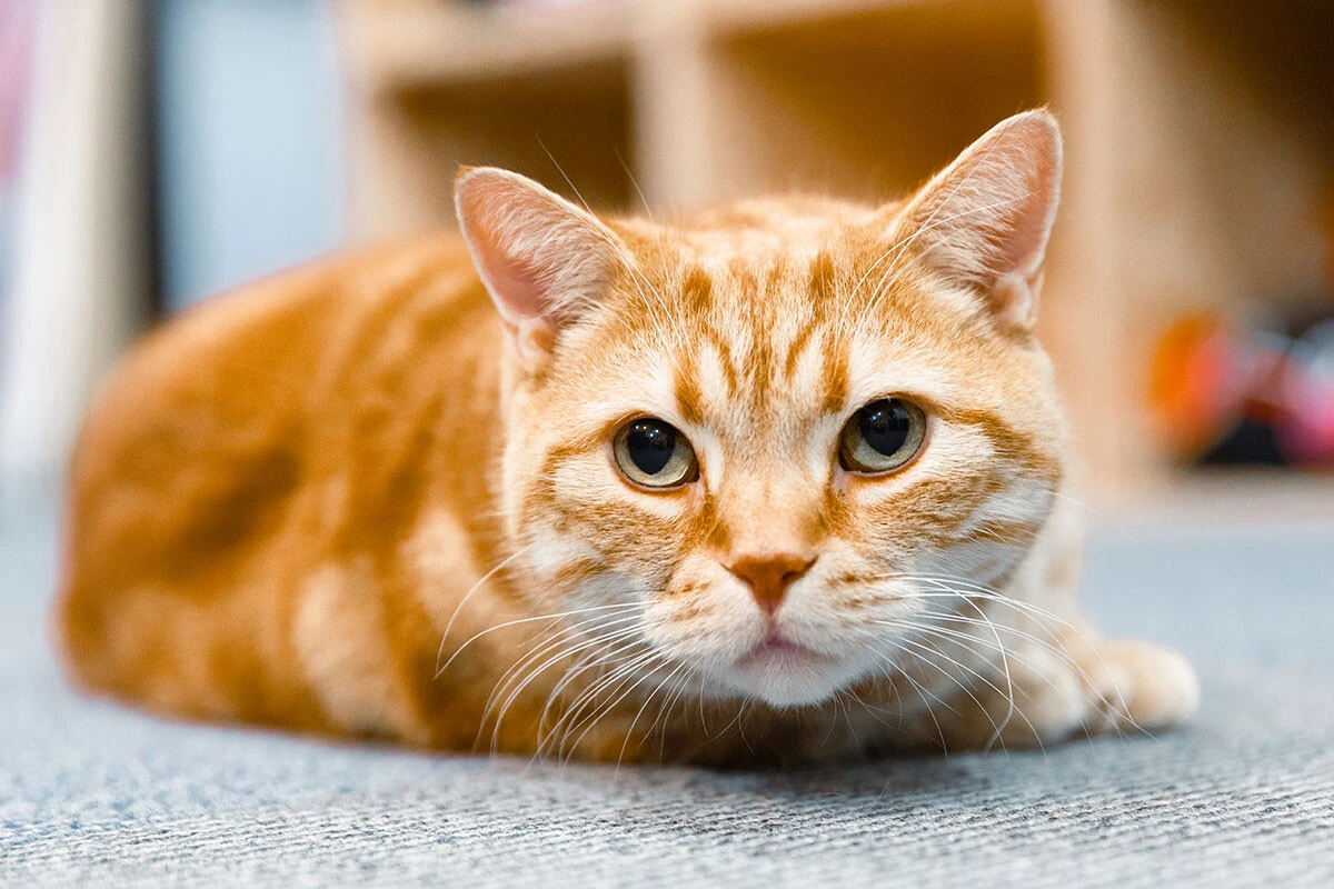 【お悩み相談連載:さらば青春の光・東ブクロの『こわいもんなし』】「チューブトップは男にたとえるなら、アソコの先だけ隠してるようなもん」