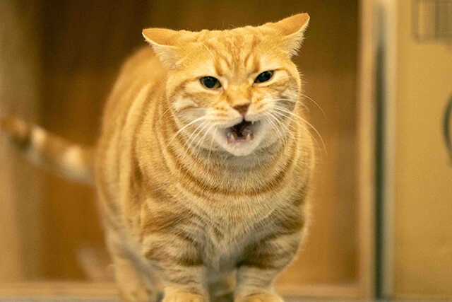 東ブクロ氏の発言に荒ぶる会長