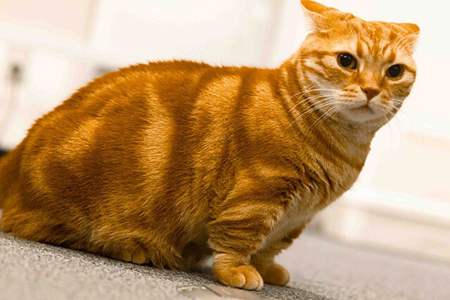 東ブクロ氏と意志の疎通を図る会長