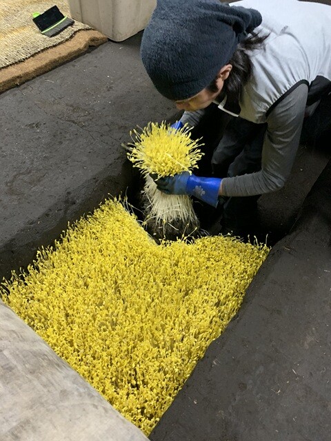 30〜40cmの長さに育ったら収穫します