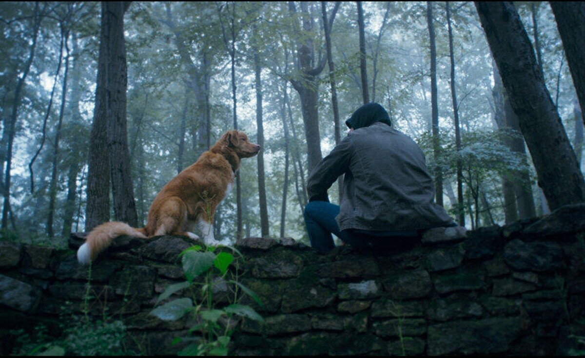 © 2025 Whats Wrong With Your Dog, LLC. All Rights Reserved.