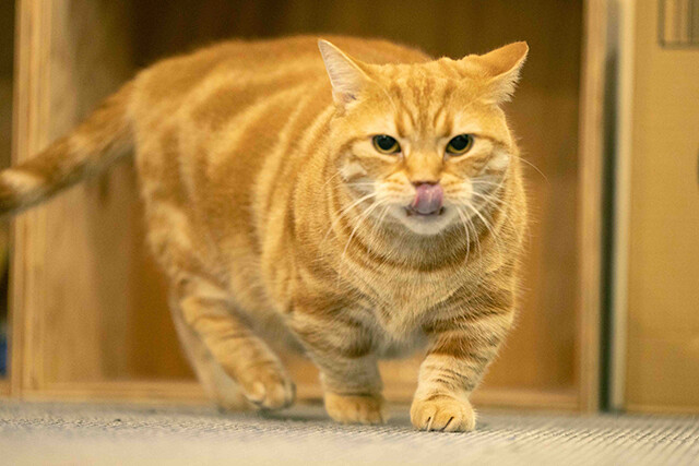 東ブクロ氏の発言に臨戦態勢に入る会長