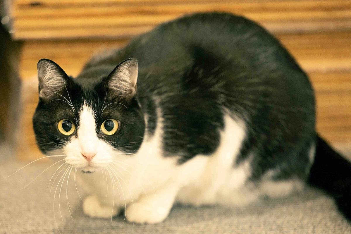 東ブクロ氏の発言を反芻する専務