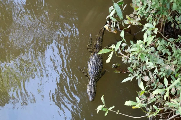 あれ。さっき川に入ってた人いるけど、ワニいるじゃん!