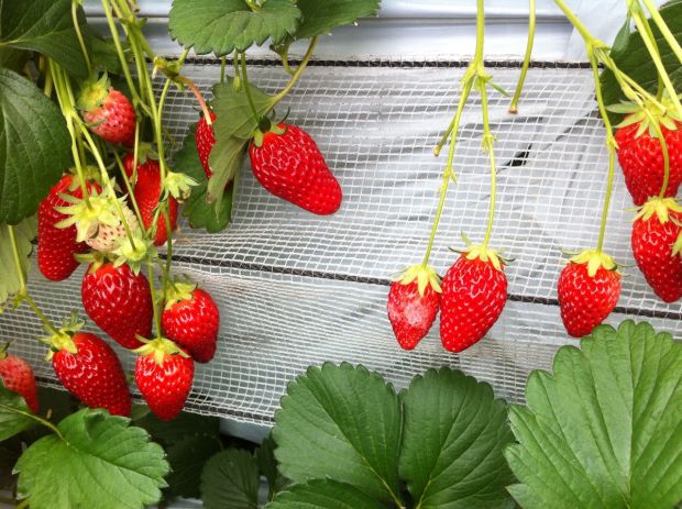 これはイチゴ狩りに行ってきたときの写真です!