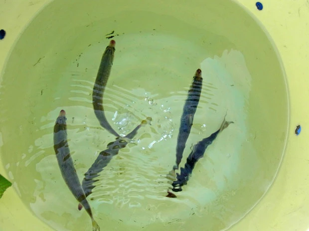 エサに使う15cm前後の中葉イワシ