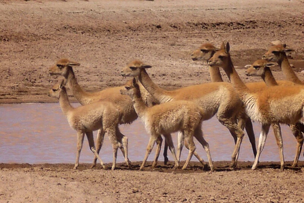 ビクーニャの群れ。みんな同じ表情がなんかウケる