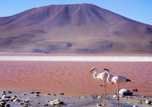 フラミンゴの群れは圧巻。日本だと鶴みたいな感じなのかなー