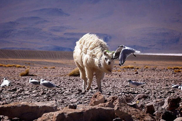 おみやげの人形やバッグの柄になってるボリビア代表動物のラマ