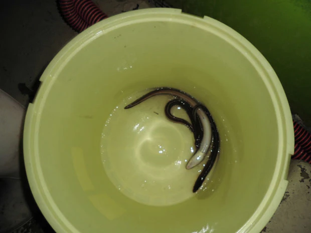 船長の釣り上げた２匹も加わり、計３匹。やっぱり悔しいっ！