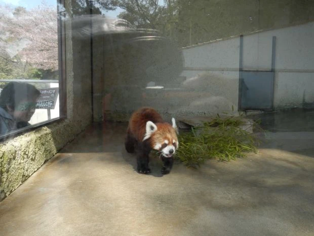 ひらパーにいるレッサーパンダ。遊び疲れたらこのコに癒されよう