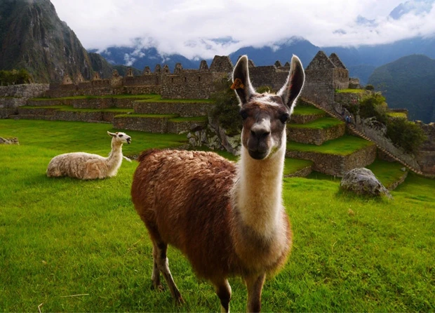 カメラ目線をくれたマチュピチュのリャマ。観光客慣れしてるね