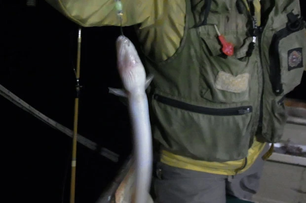 待望のアナゴをＧＥＴ！　小さいけれど元気に跳ね動くかわいいヤツだ！