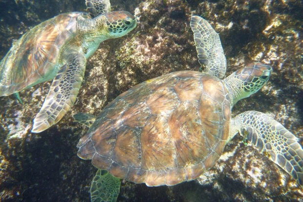 奇跡のダブルウミガメ! こんなハッキリ見えて、こんな近くで一緒に泳げるなんて!