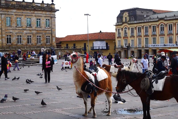 広場にはリャマがいる。アンデス山脈沿いには必須アニマルなのね