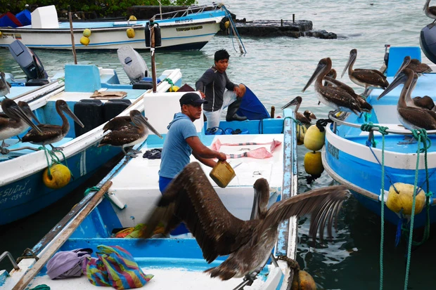 漁師vsカッショクペリカン。翼が大きいので近くでバサバサやられると怖い