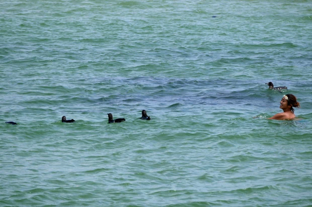 ペンギンの群れが現れた! 急いで海に飛び込み一緒に泳いだ