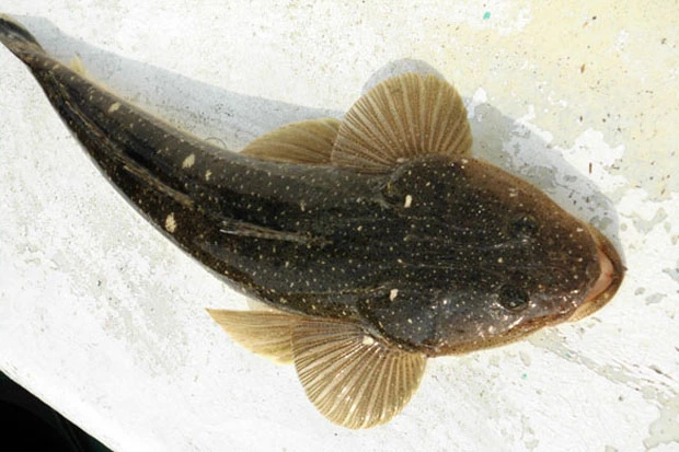 特別大きいわけではないが、それでも十分な引きの強さ