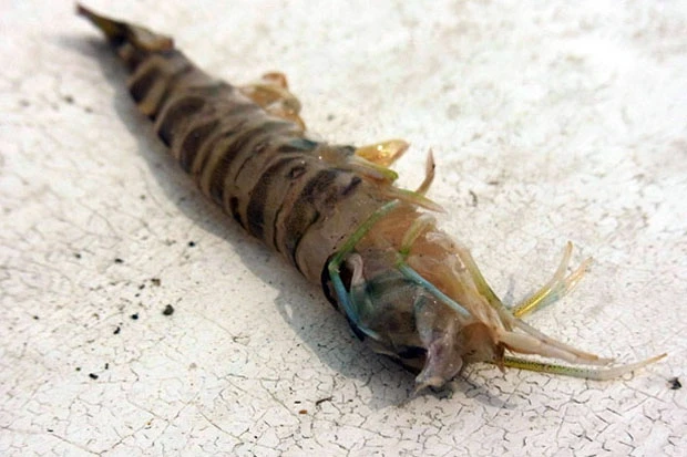 脳を刺したら一発で即死。手際よくスムーズに角の辺りを刺そう