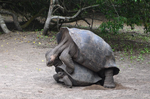 貴重なカメの交尾シーン。甲羅のゴツゴツぶつかる音と、カメの声を初めて聞いた