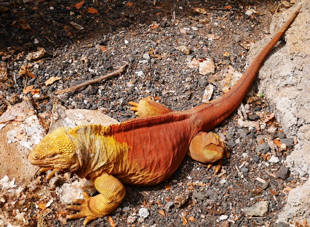 リクイグアナは黄色から赤のグラデーションがオシャレ。質感もおもしろい